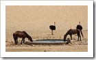 Aus - Wild Desert Horse Inn, Wildpferde und Strausse am künstlichen Wasserloch.