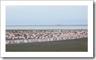 Walvis Bay - Flamingos ohne Ende