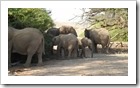 Twyfelfontein - endlich Elefanten, unsere Nummer 2 der Big Five