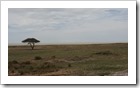 Etosha Nationalpark - hinten im Bild ist der Anfang der Etosha Pan zu sehen, eine komplett weisse krustenartige Fläche von mehreren km.
