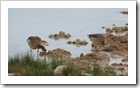 Etosha Nationalpark - Enten scheint es hier auch zu geben. An einem Wasserloch