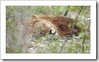 Etosha Nationalpark - Löwenpapa beim pennen