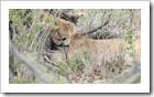 Etosha Nationalpark - der nächste Löwe der Gruppe, auch beim pennen