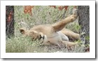 Etosha Nationalpark - und noch ein verpennter Leo