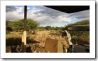 AUAS Game Lodge - unser letztes Game Drive: