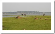 Kaudulla Nationalpark