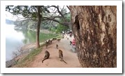 Affen bei herumlungern in Kandy