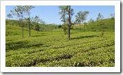 ersten Teefelder der Region Nuwara Eliya